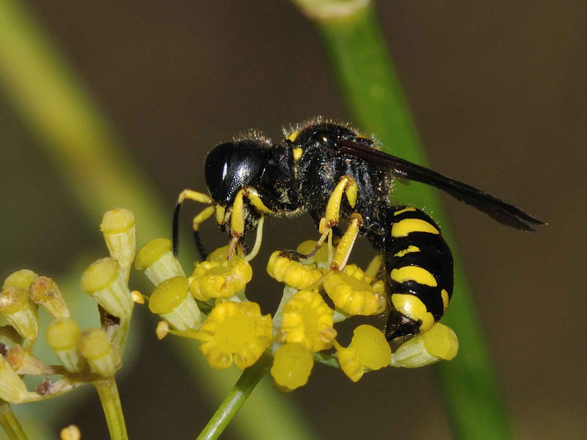 Hymenoptera - Cabronidae - Ectemnius sp?